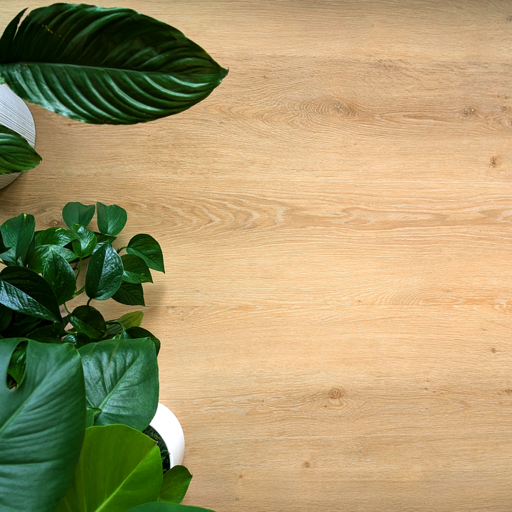 Allure Honey Butter Oak 22mil Luxury Vinyl Plank viewed overhead with a peace lily, devil's ivy and elephant ear indoor plants